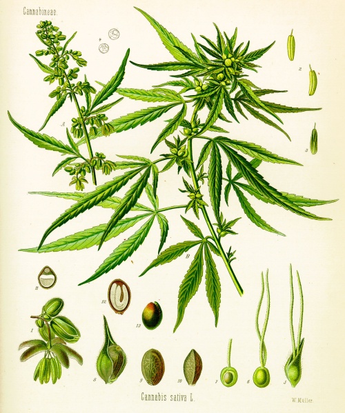 Plik:Cannabis.jpeg