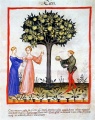 Tacuinum Sanitatis Drzewo Cytrynowe.jpeg